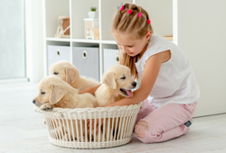 Internação de pets no Hospital Veterinário Na Praia em Peruíbe